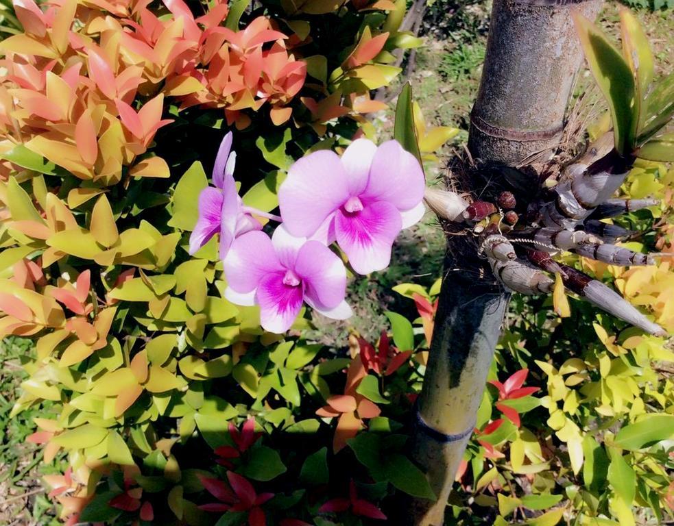 Lanta Wanida Resort Ko Lanta Eksteriør bilde
